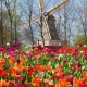 The place to see Dutch tulips