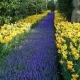 The place to see Dutch tulips