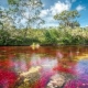 Caño Cristales - "the liquid rainbow" from Colombia